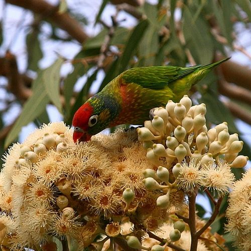 Varied lorikeet